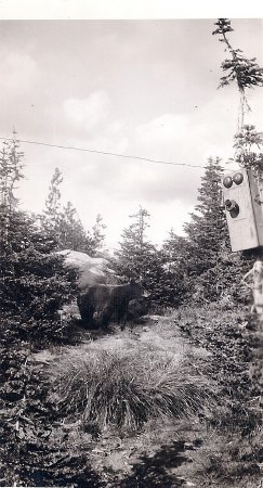 bear in camp at Eddy Peak