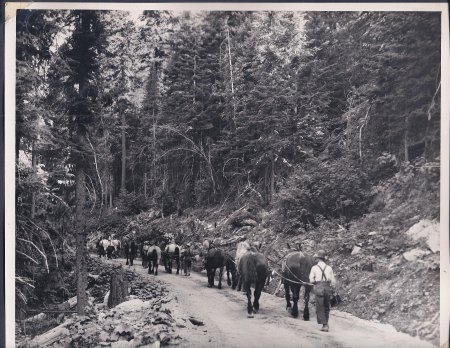 horse logging