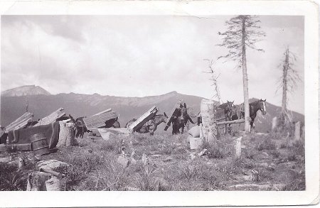 Forest Service - Pack Trains            