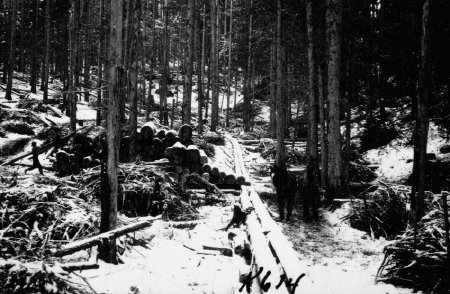 2011.21.17 C.W. Beardmore Timber Sale 1923