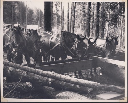 horses eating