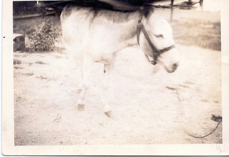 23b Lila the Beaver Cr Pack Burro