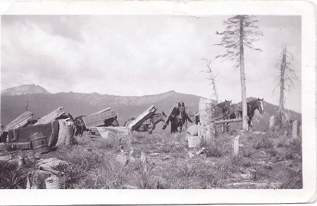 Forest Service - Pack Trains
