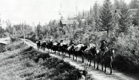 Forest Service - Pack Trains            