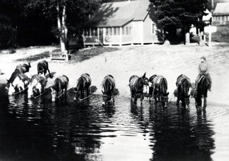 Forest Service - Pack Trains            