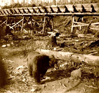 Logging - Operations
