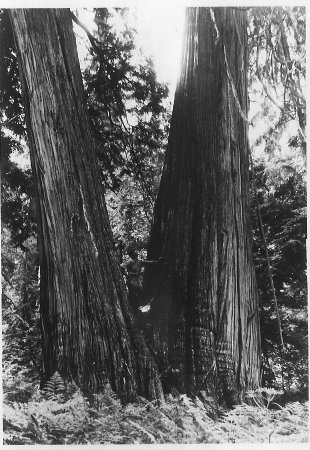 Logging