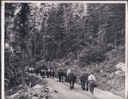 horse logging