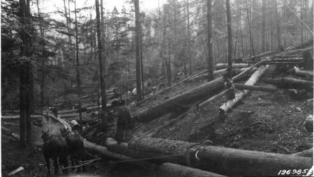 Logging                                 