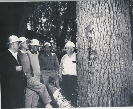 Logging - Diamond Match