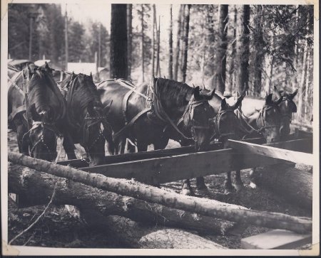 horses eating